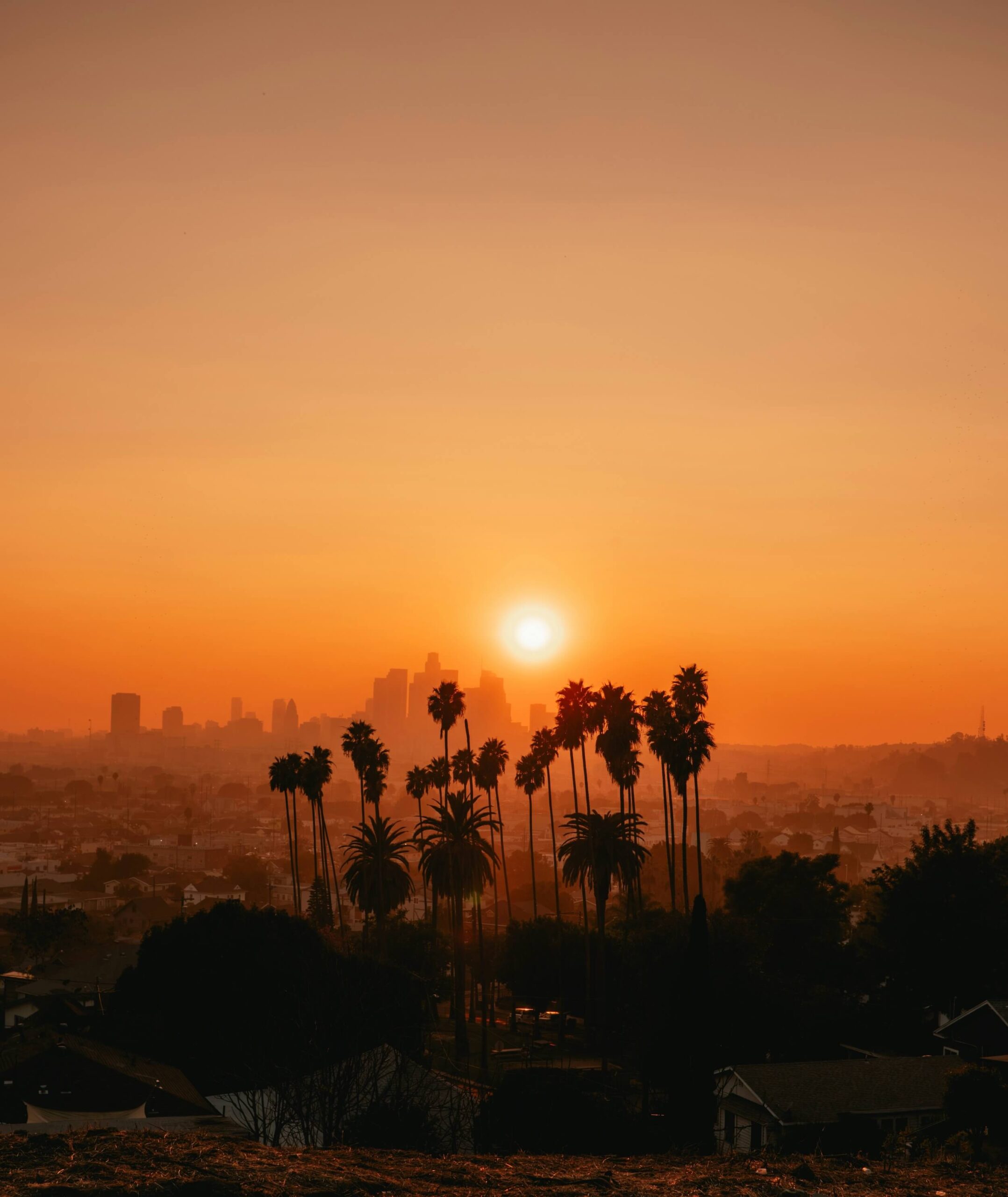 A calm view of palm trees beneath a warm setting sun.