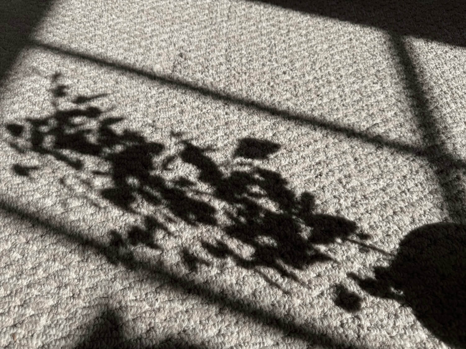 A snow dwarf tree casts a long shadow in the afternoon sun
